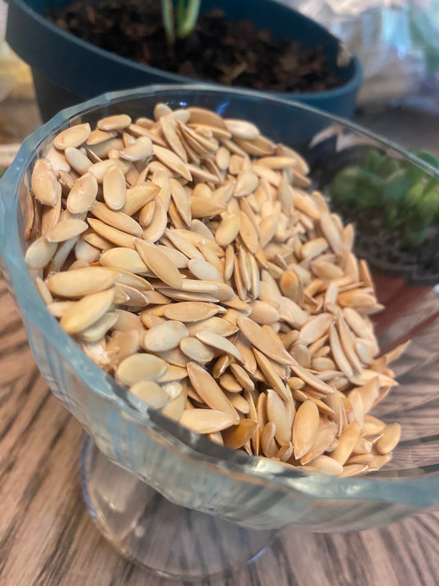 Honeydew Melon Seeds