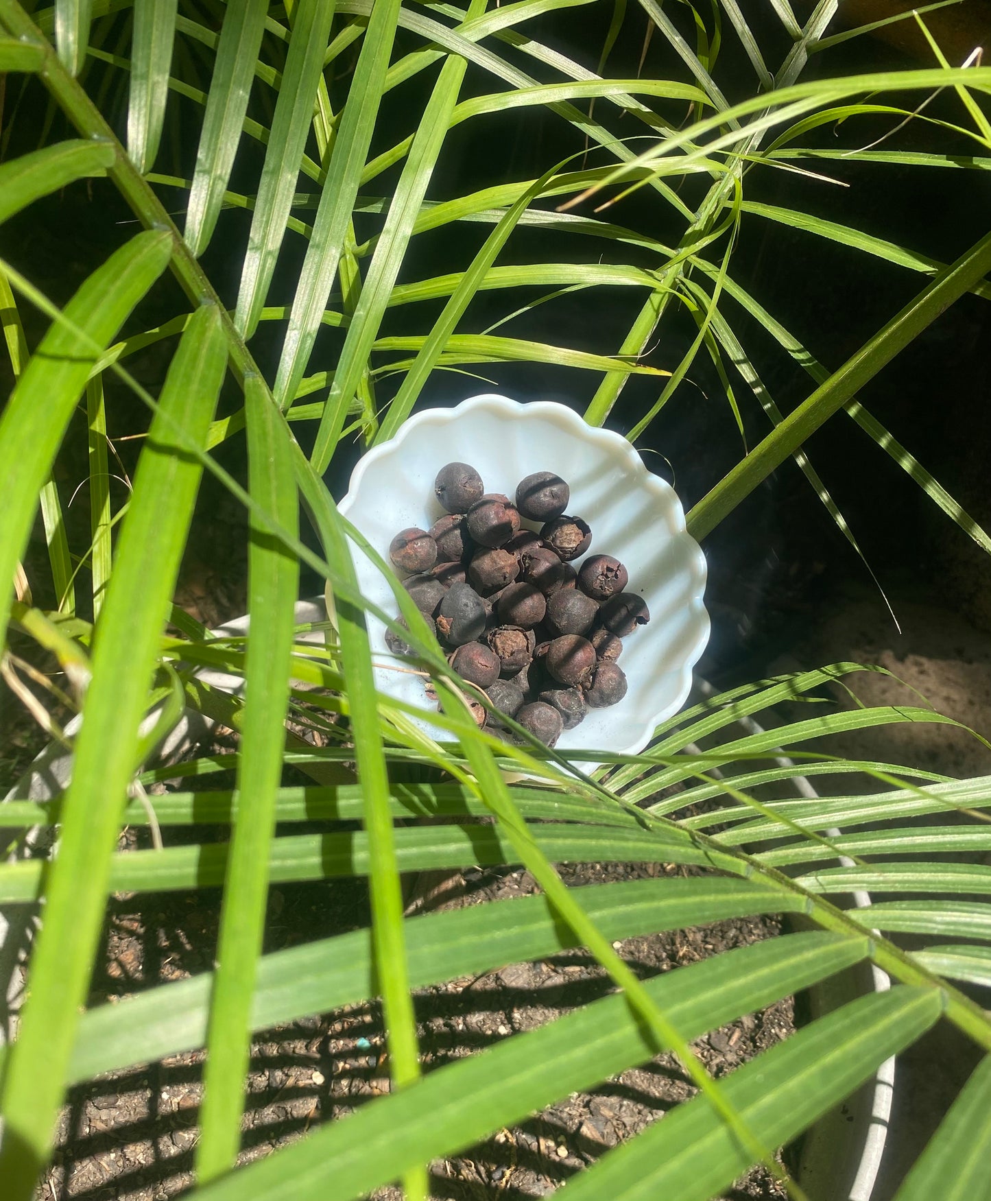 Coconut Palm Tree Seeds