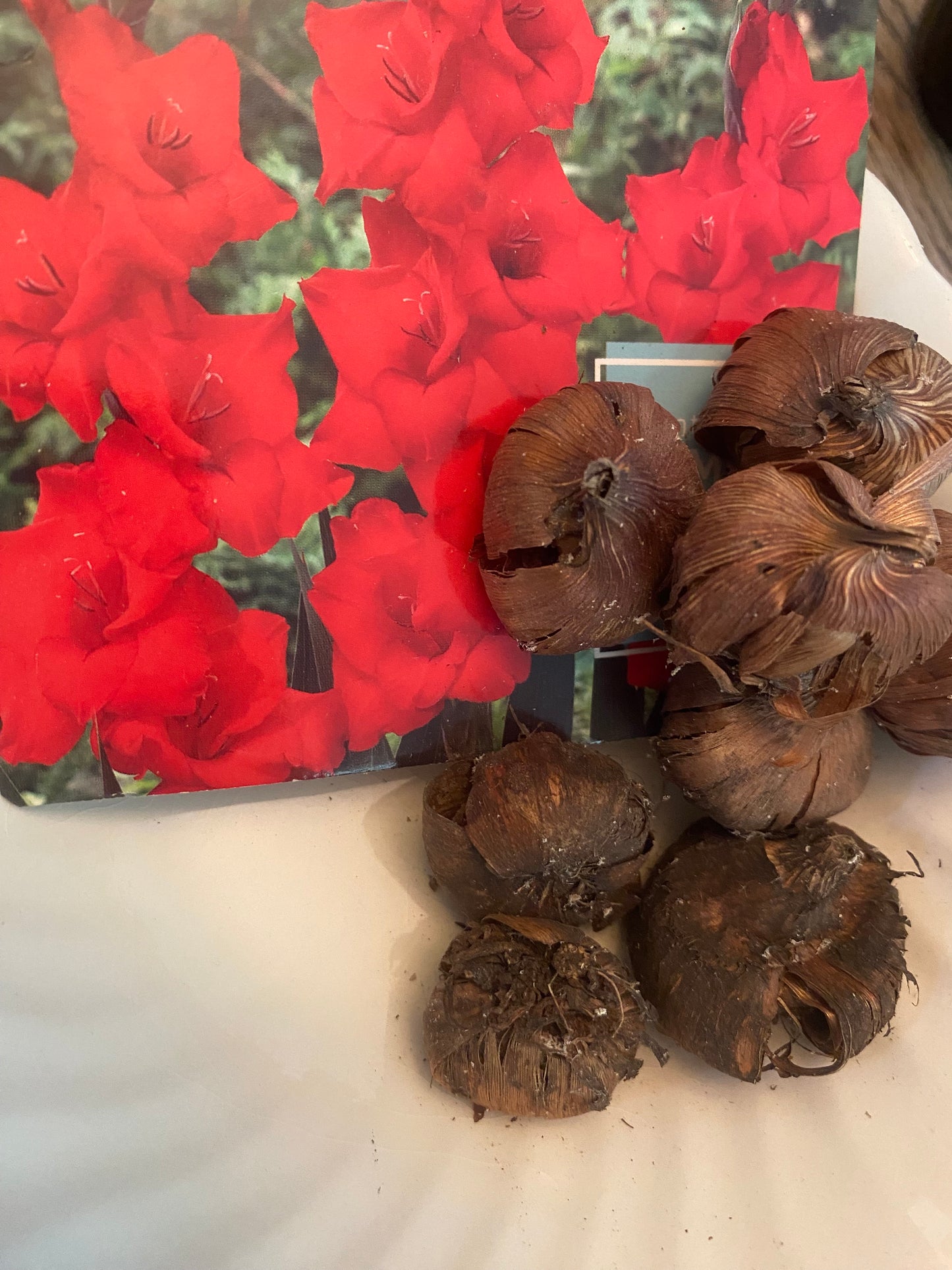 Gladiolus Traderhorn Bulb Flower Seeds