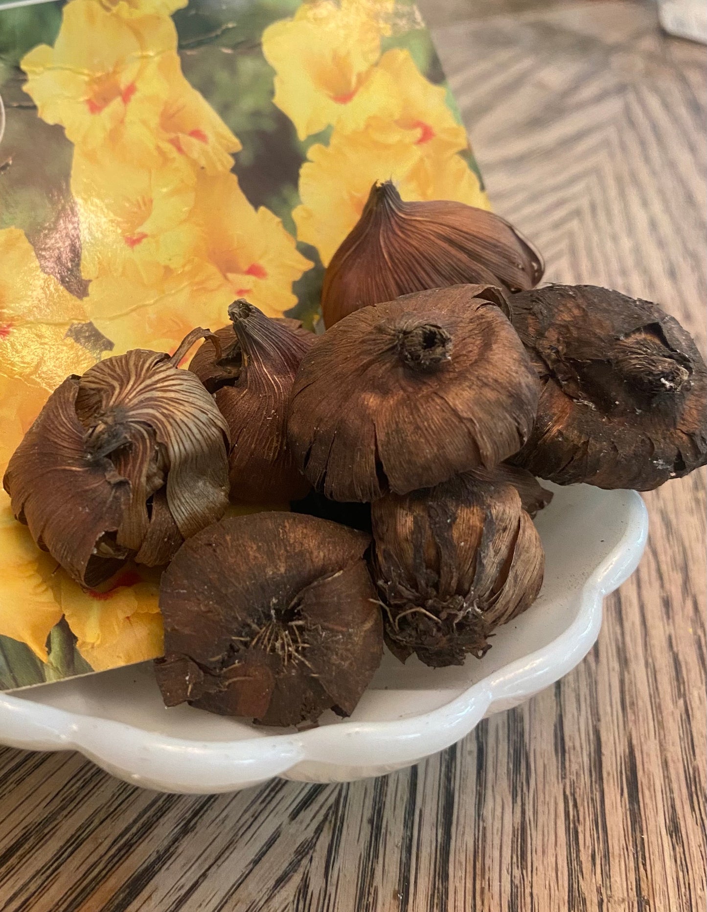 Gladiolus Jester Bulb Flower Seeds