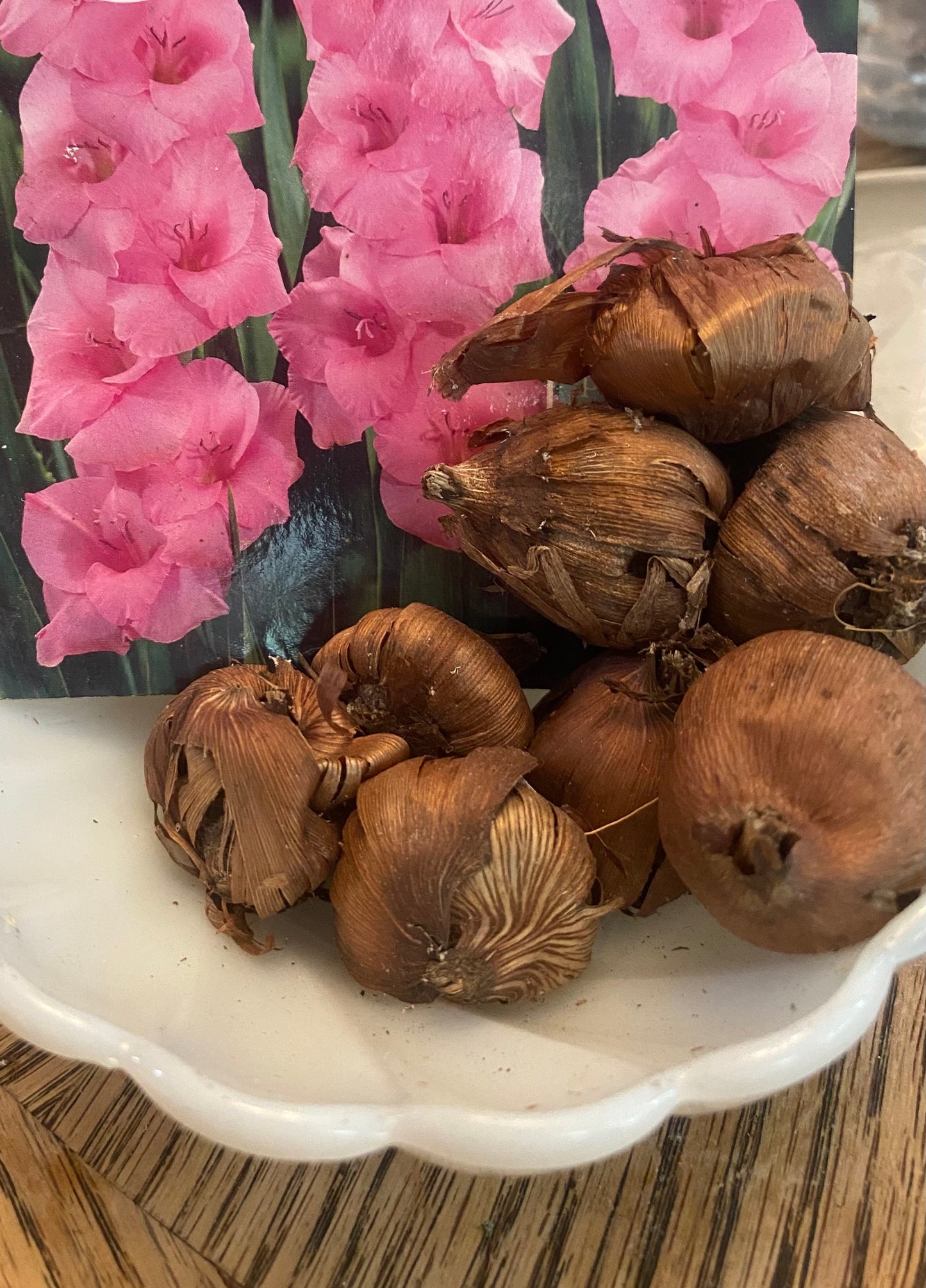 Gladiolus Pink Supreme Bulb Flower Seeds