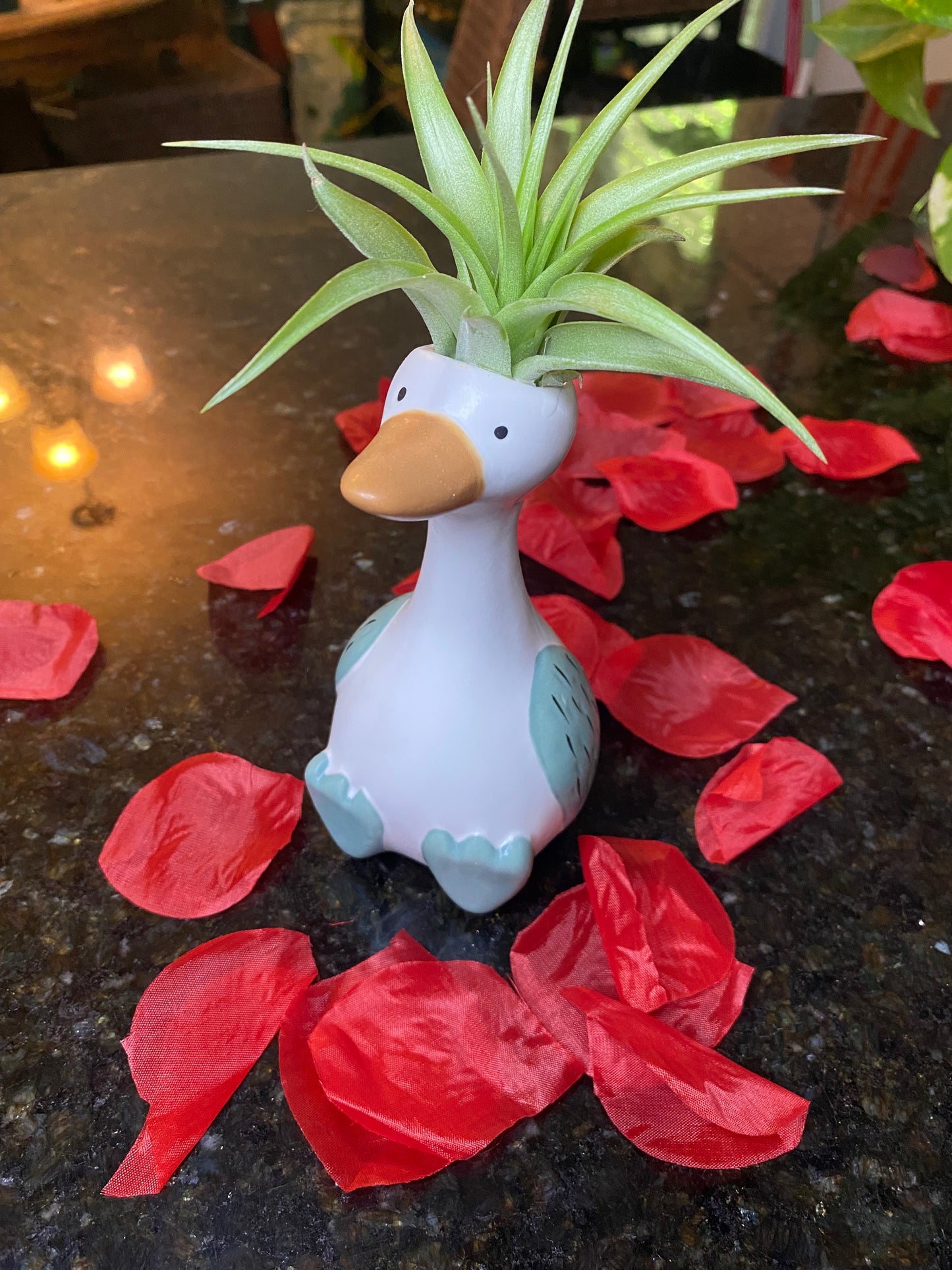 Tillandsia Ionantha Planch (Air Plant) & Vase