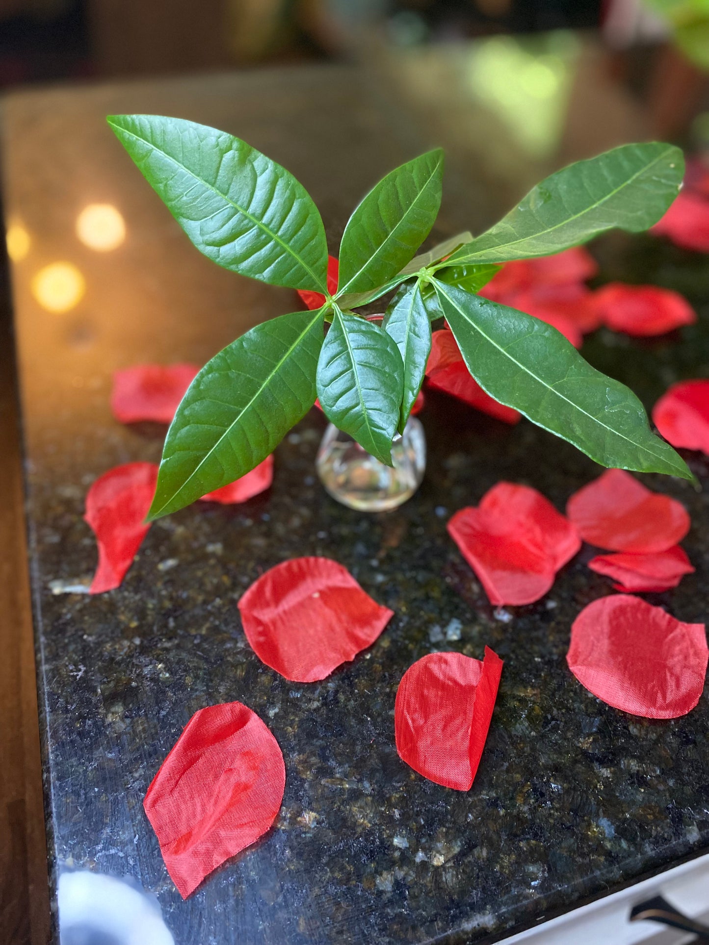 Pachira Aquatica (Money Tree) Plant Clipping