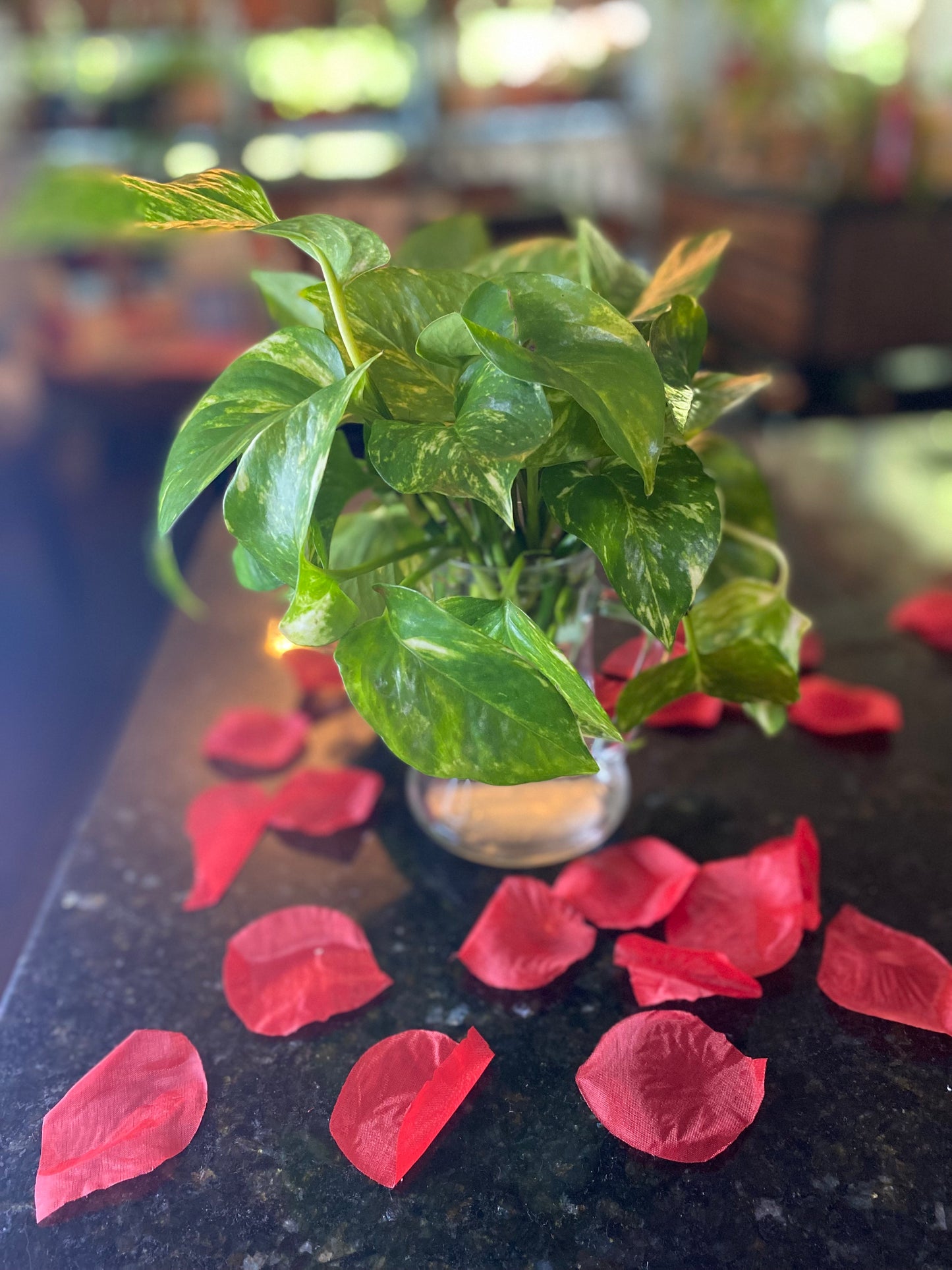 Epipremnum Aureum (Golden Pothos) Plant Clipping