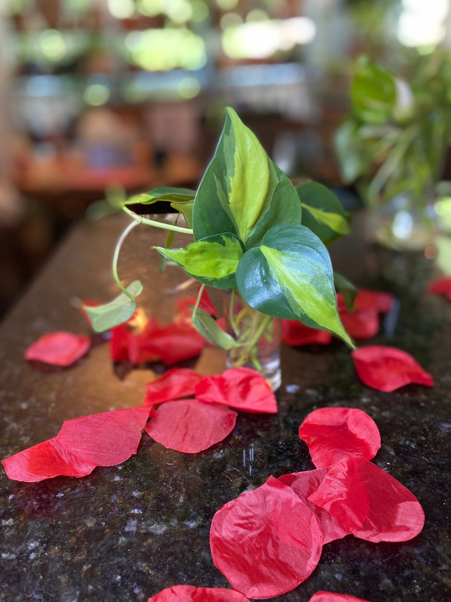 Philodendron Cordatum Kunth (Heart-leaf Philodendron) Plant Clipping