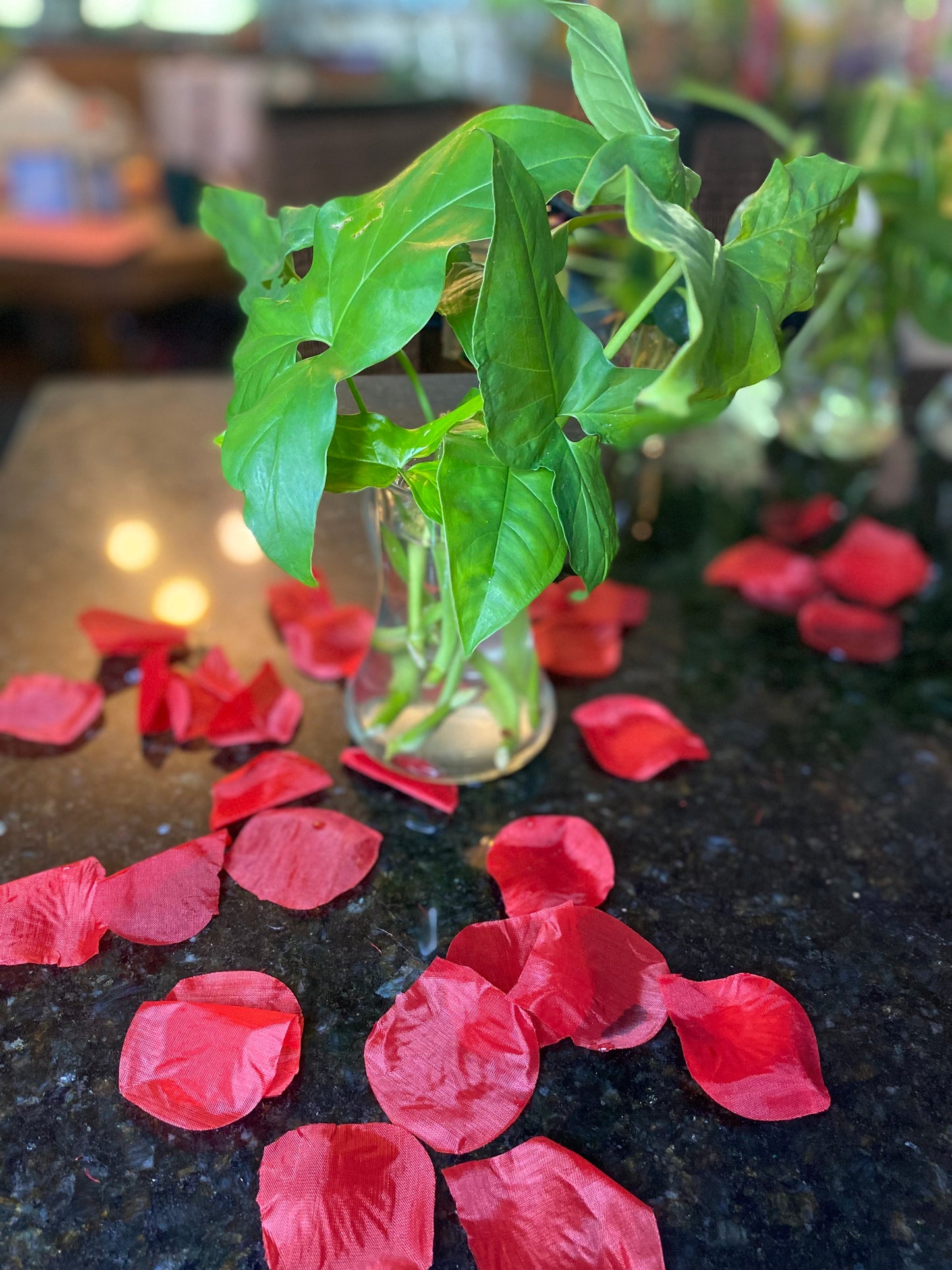 Syngonium Angustatum Schott (Five Fingers) Plant Clipping