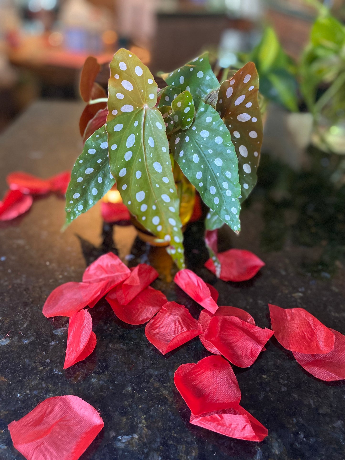 Begonia Maculata Raddi (Polka Dot Begonia) Plant Clipping