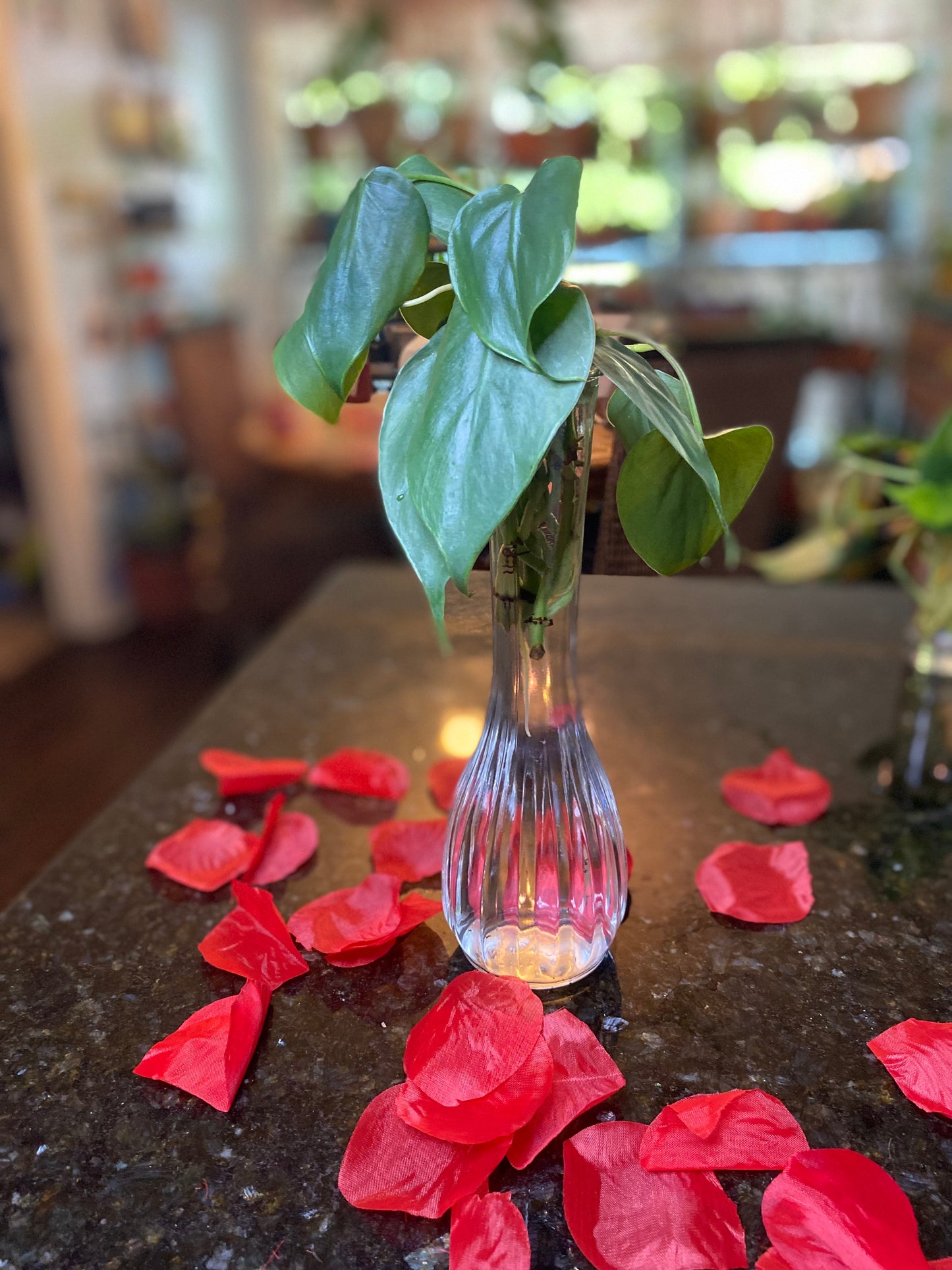 Philodendron Hederaceum Schott (Heart-leaf Philodendron) Plant Clipping