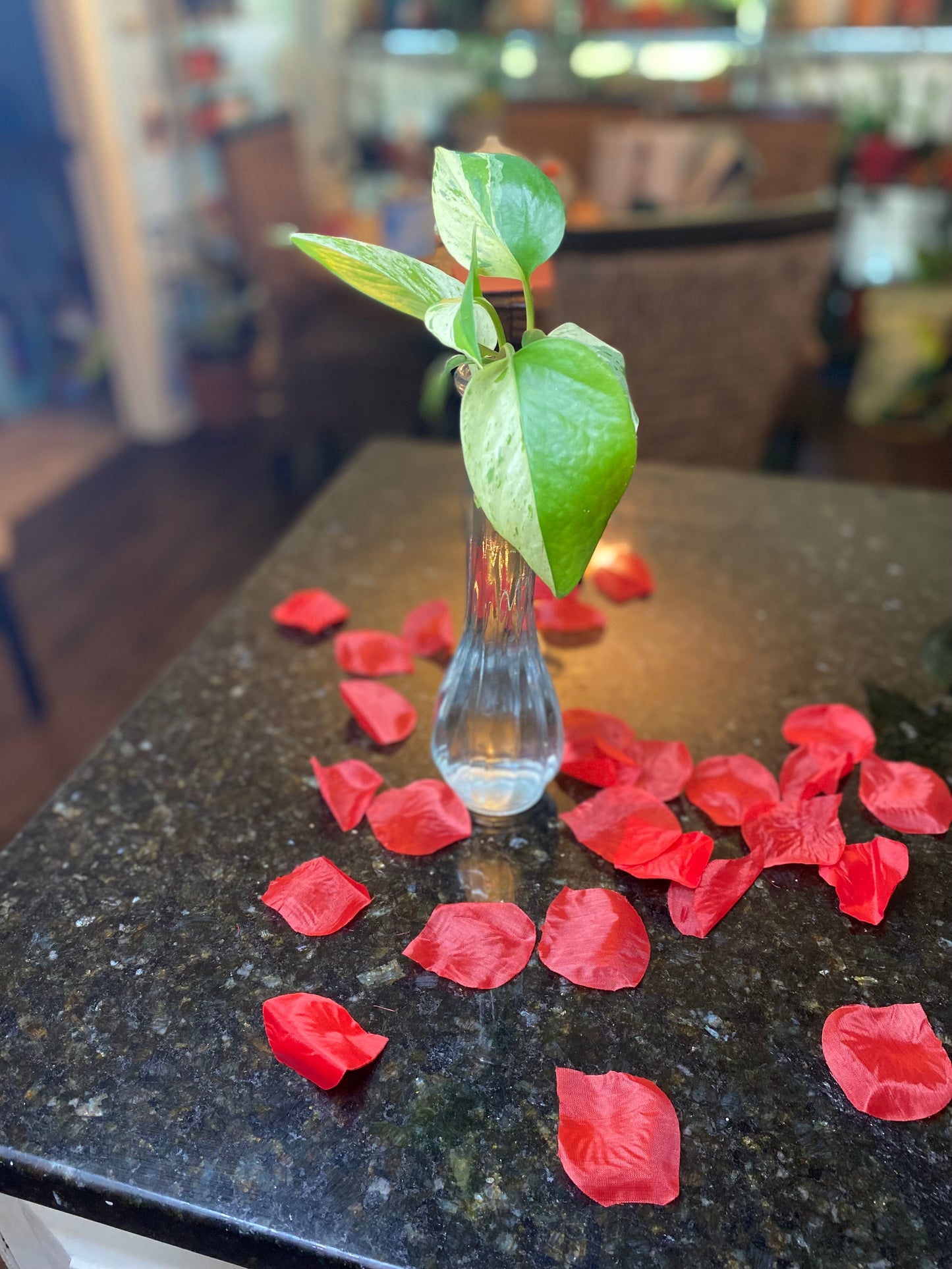 Epipremnum Pinnatum (Golden Pathos) Plant Clipping