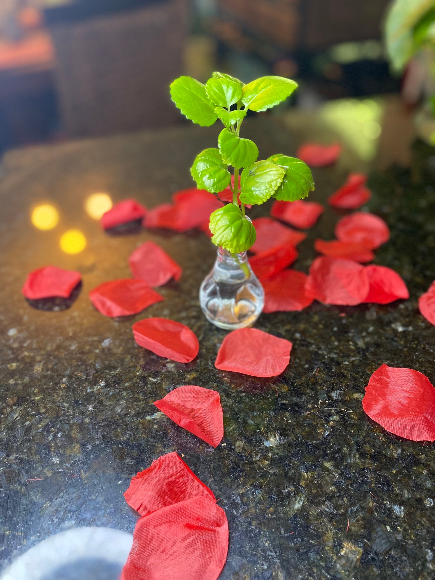 Plectranthus Verticillatus L.f. Druce (Swedish Ivy) Plant Clipping