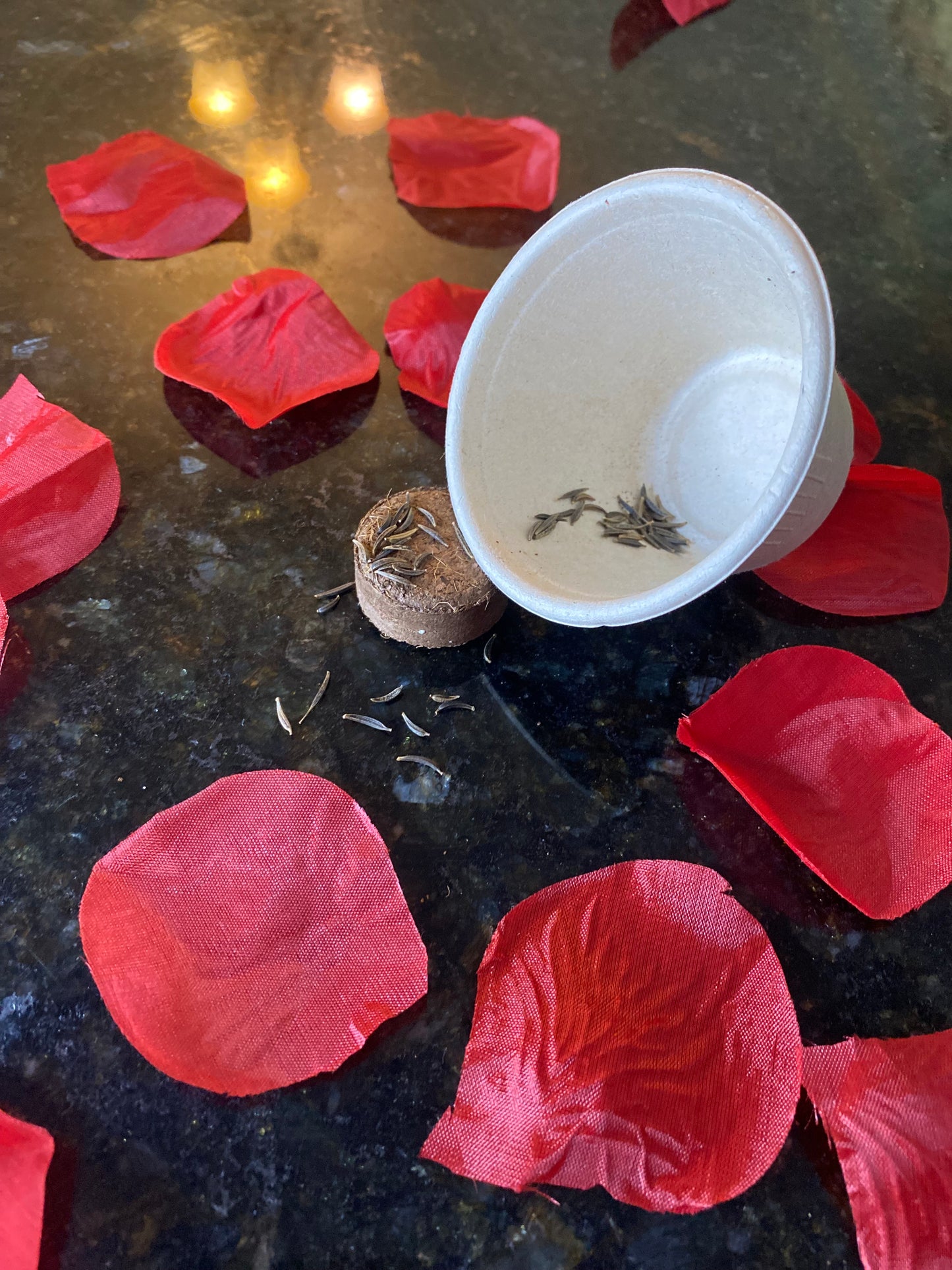 Cosmos Sensation Mix Starter Kit