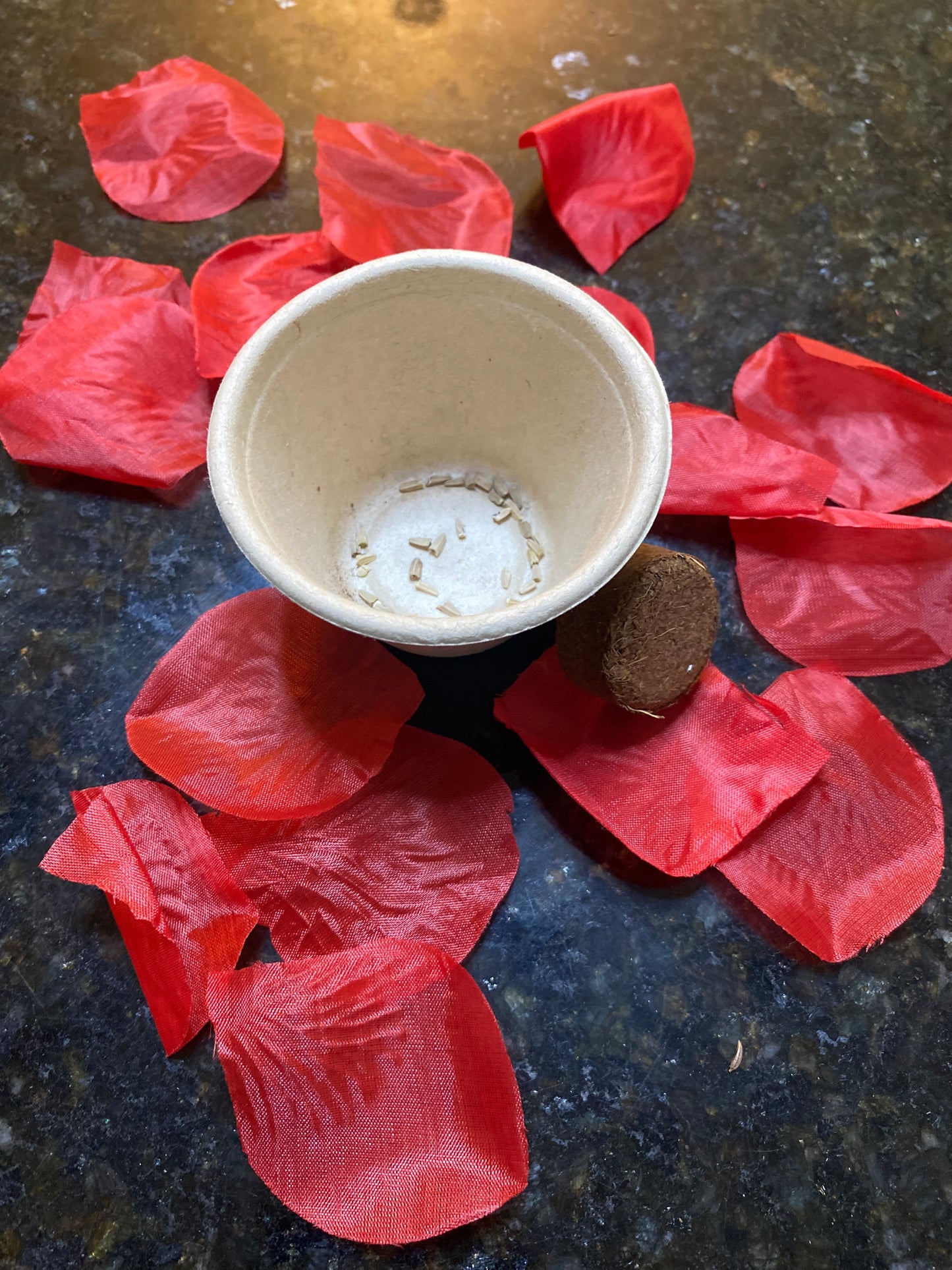 Purple Cone Flower Starter Kit