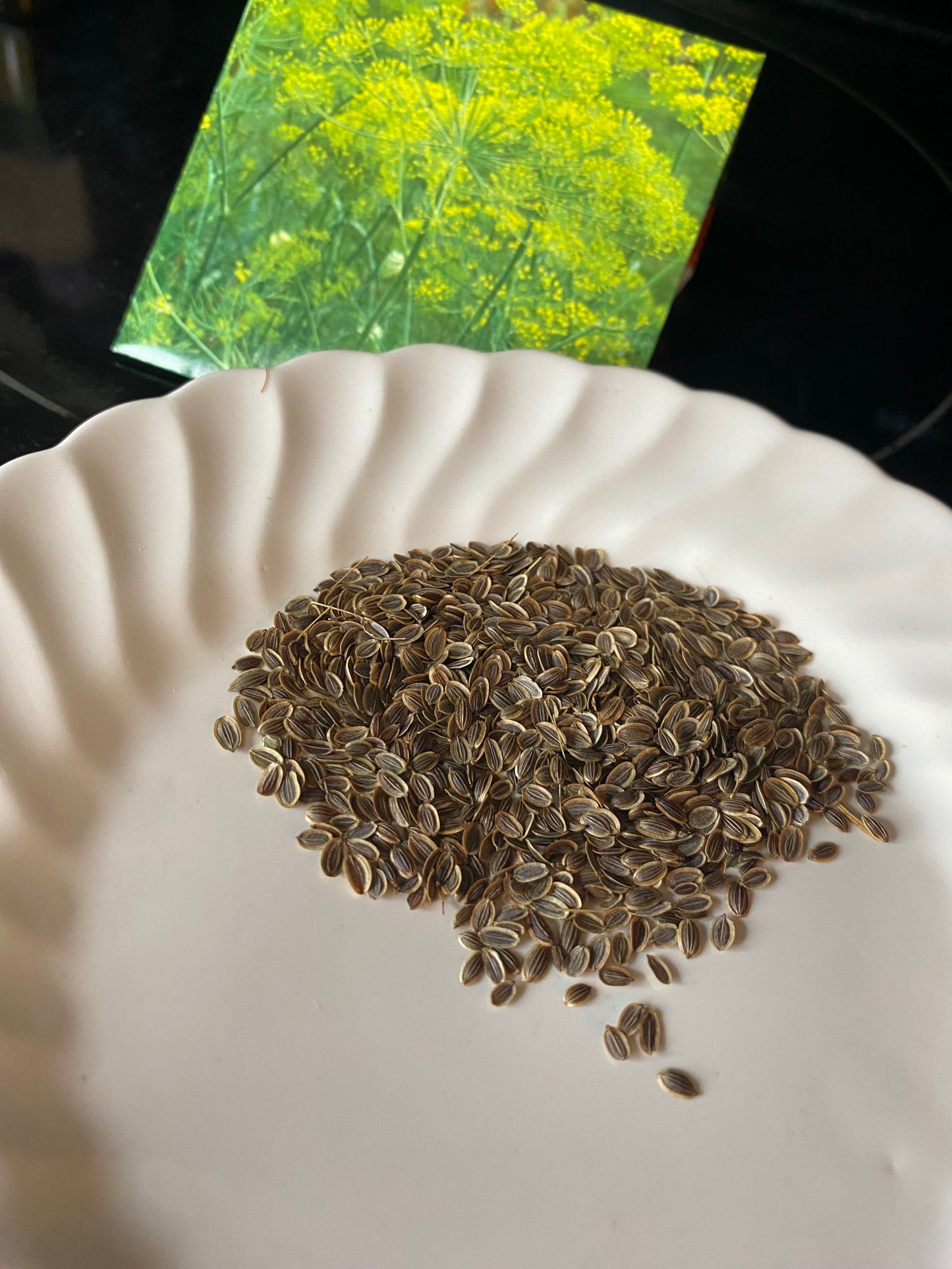 Mammoth Dill Plant Seeds