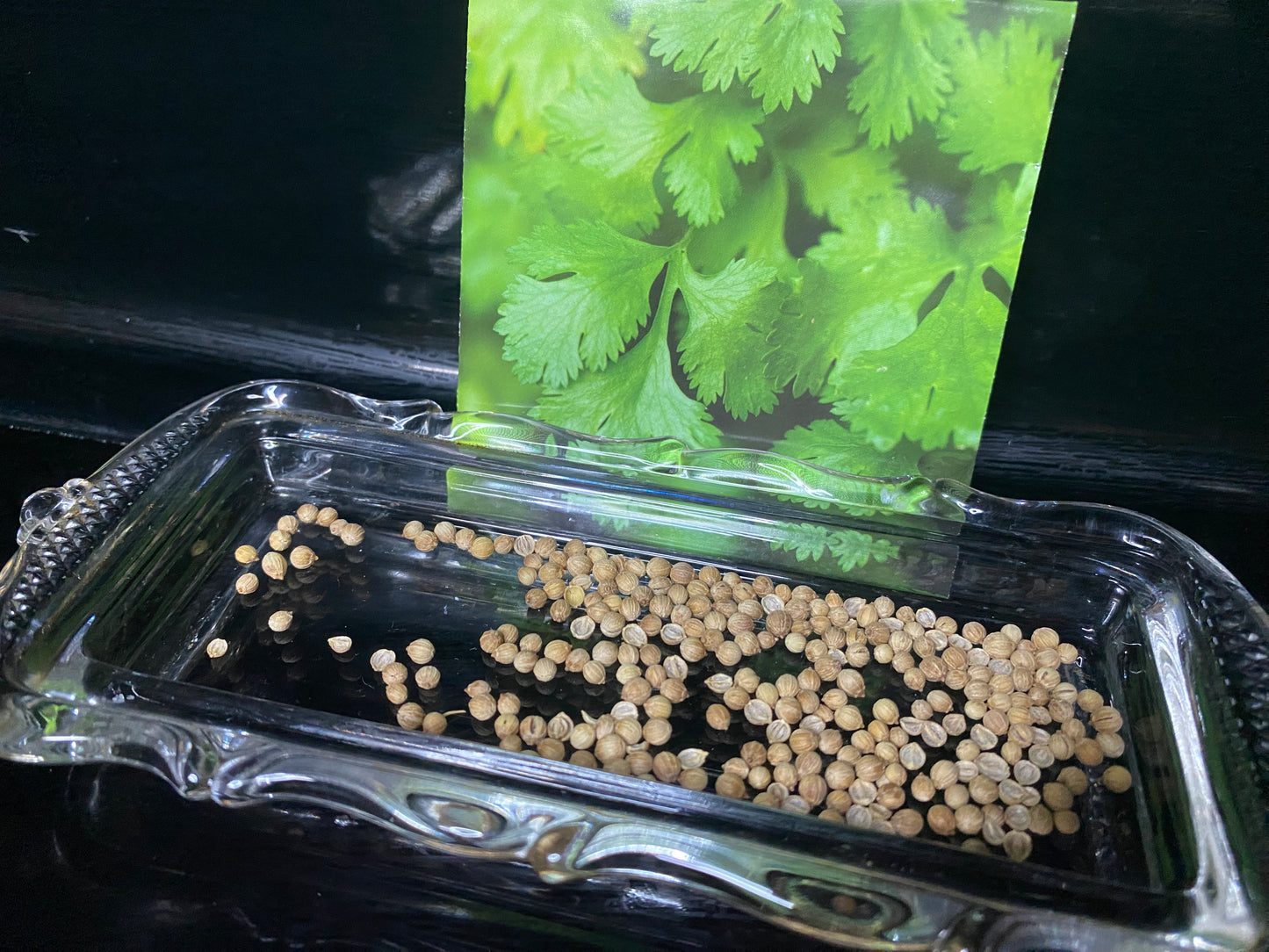 Cilantro Plant Seeds