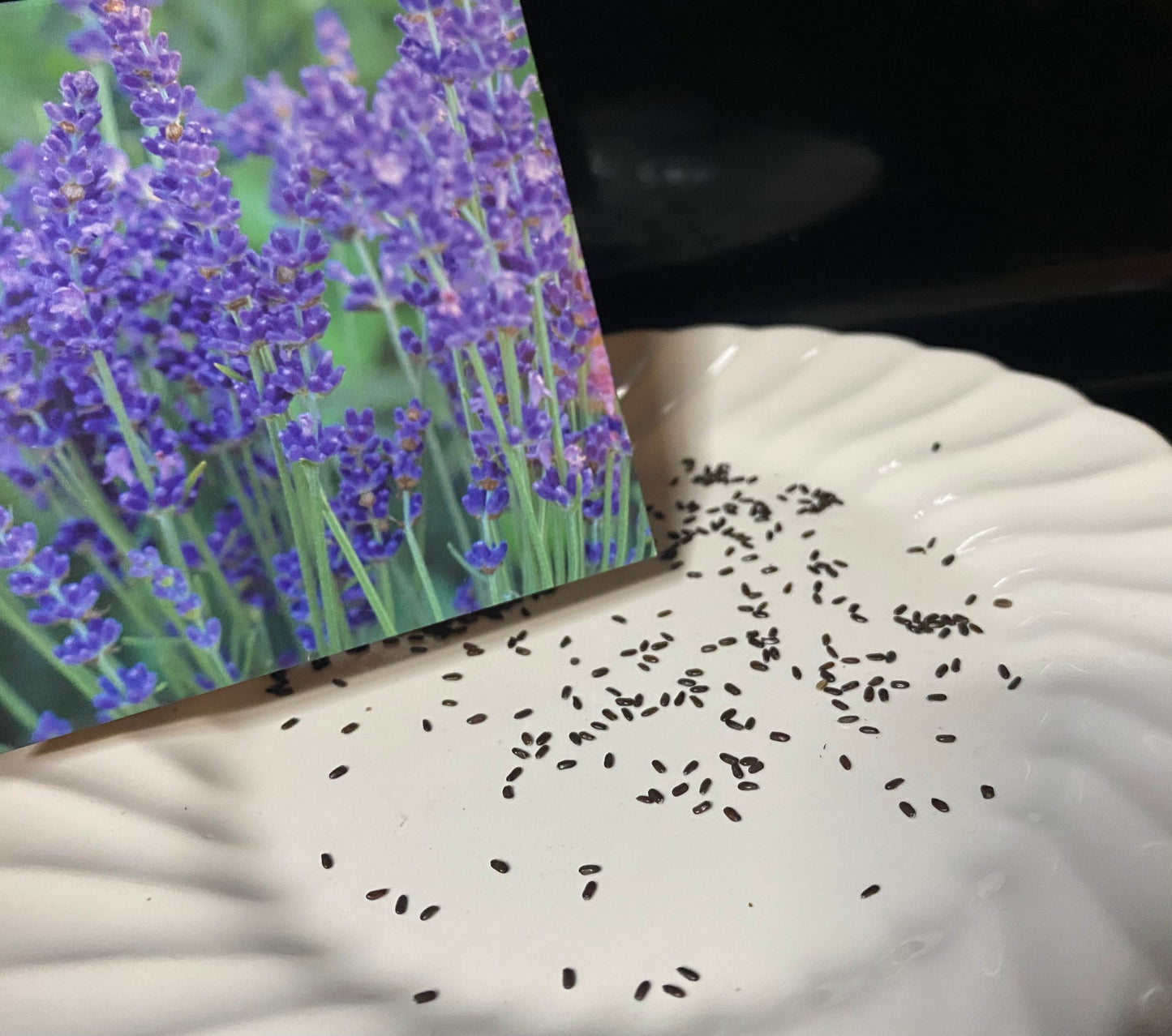 English Lavender Plant Seeds