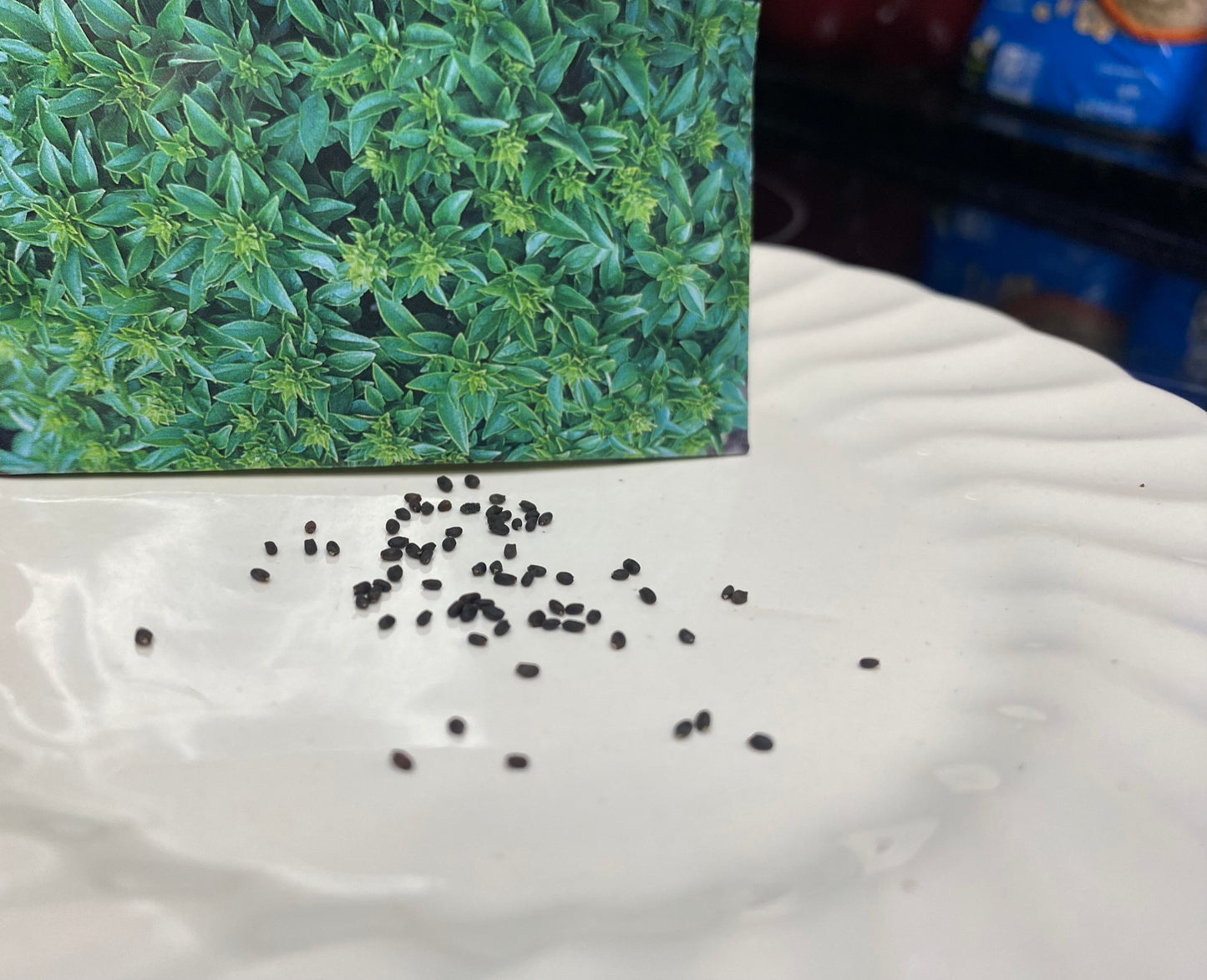 Basil Plant Seeds