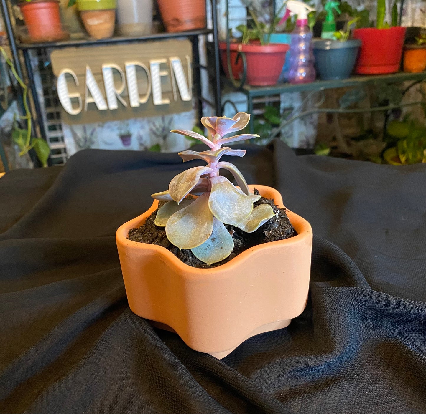 Echeveria Gibbiflora Succulent Plant & Vase