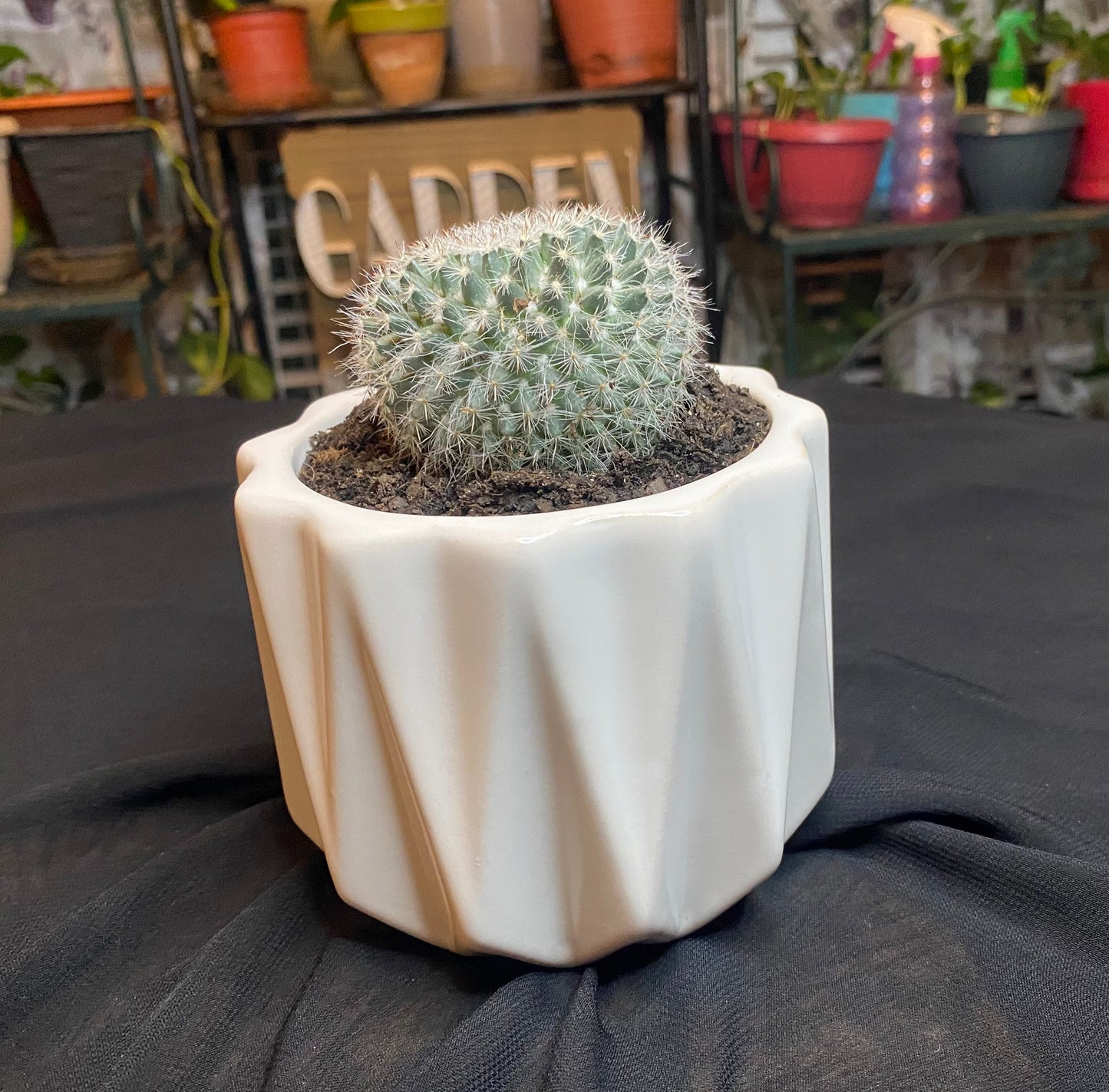 Cacti & Decorative Vase