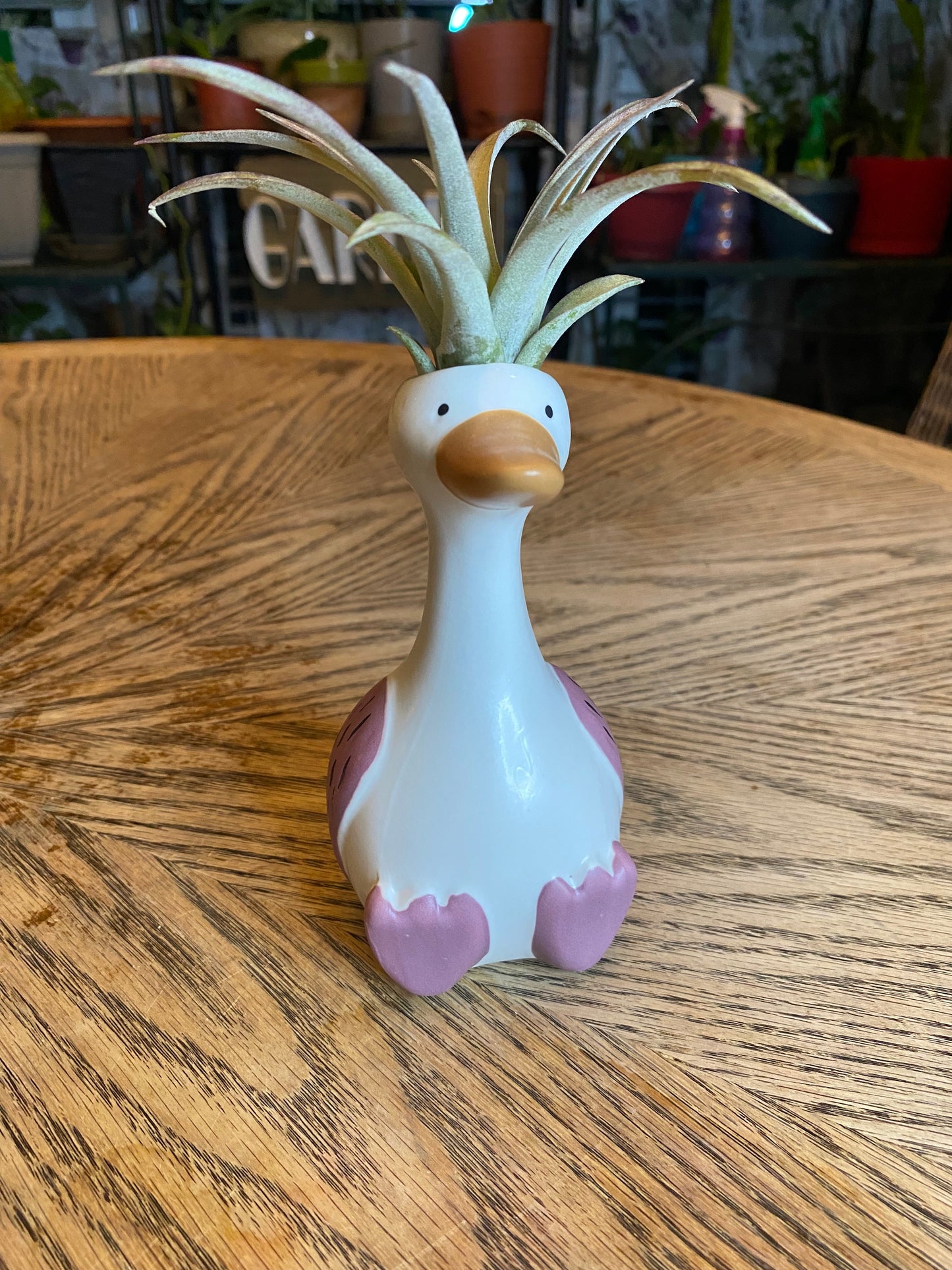 Tillandsia Ionantha Planch (Air Plant) & Vase