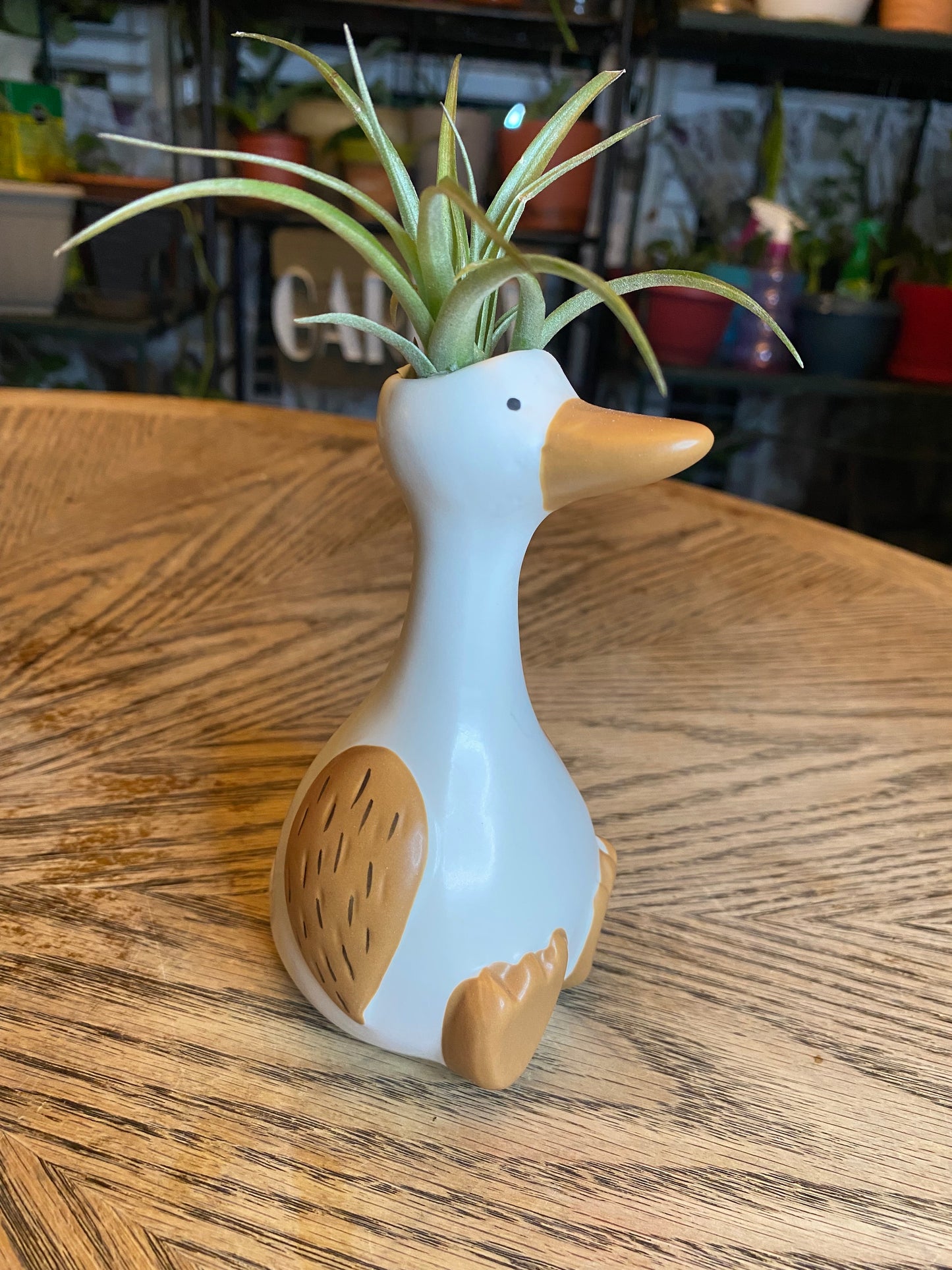 Tillandsia Ionantha Planch (Air Plant) & Vase