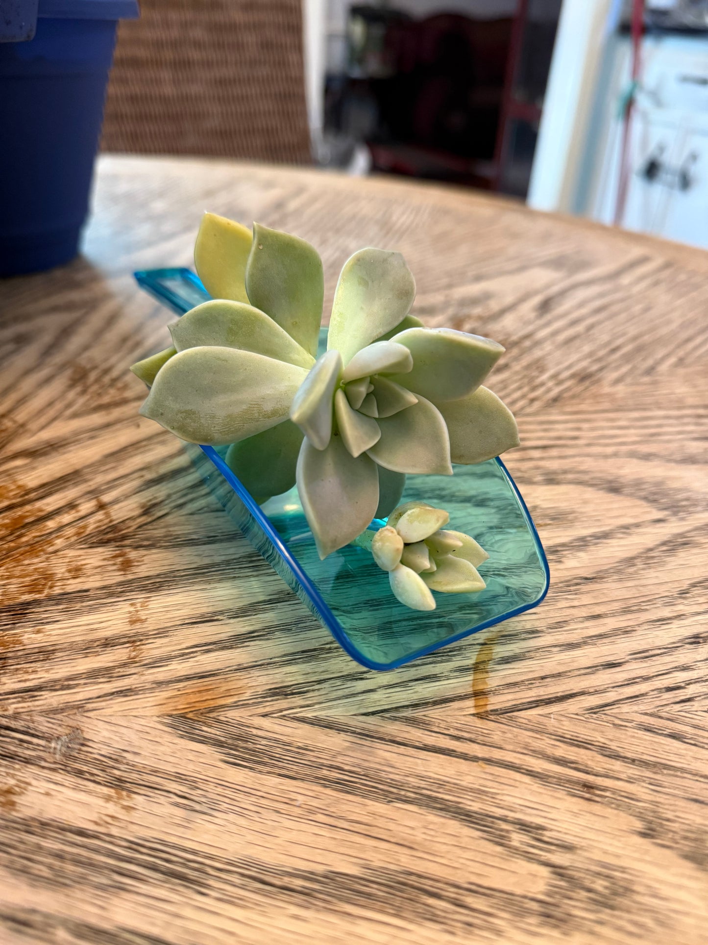 Succulent Plant Clipping