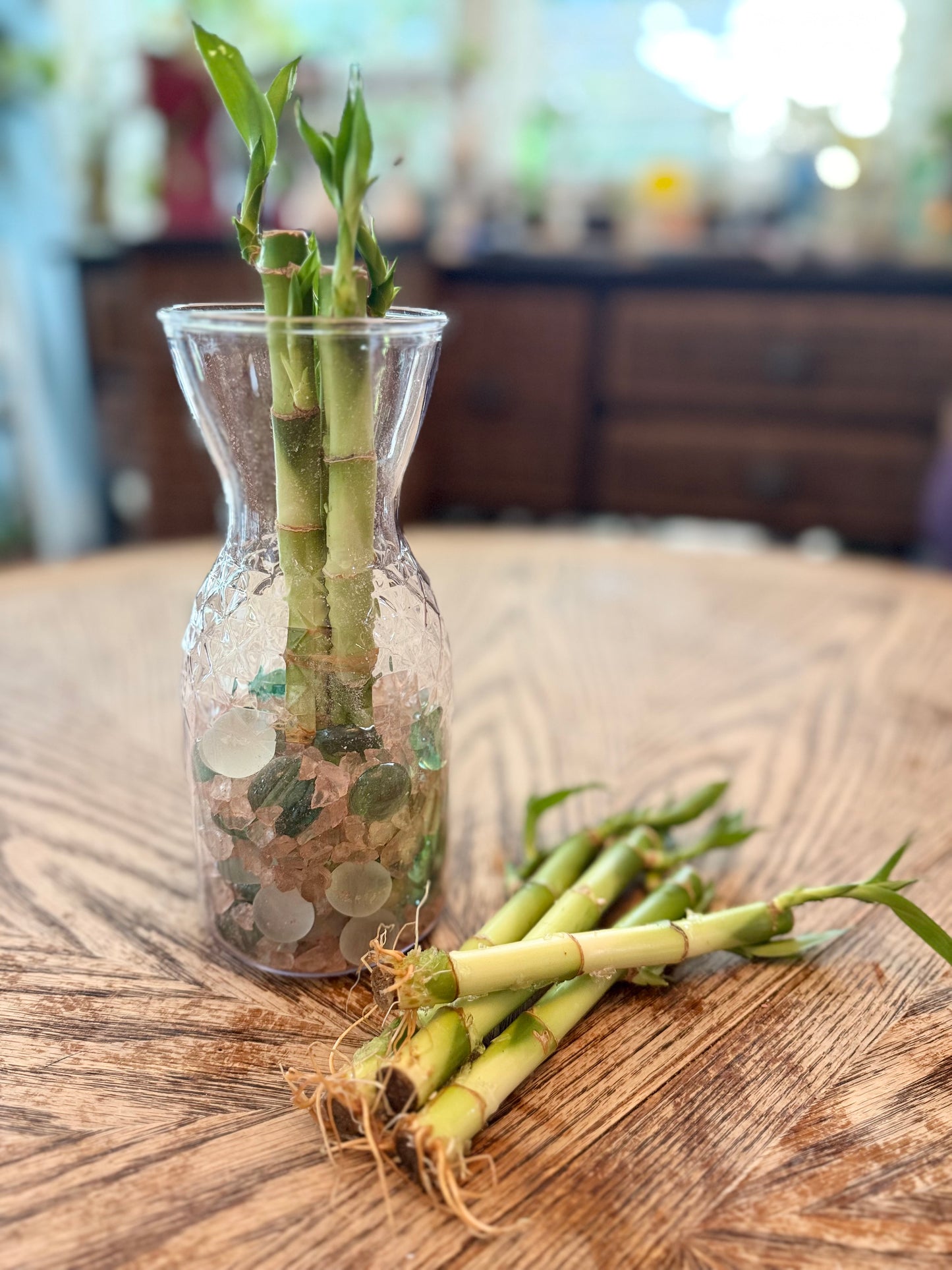 Lucky Bamboo Stalks