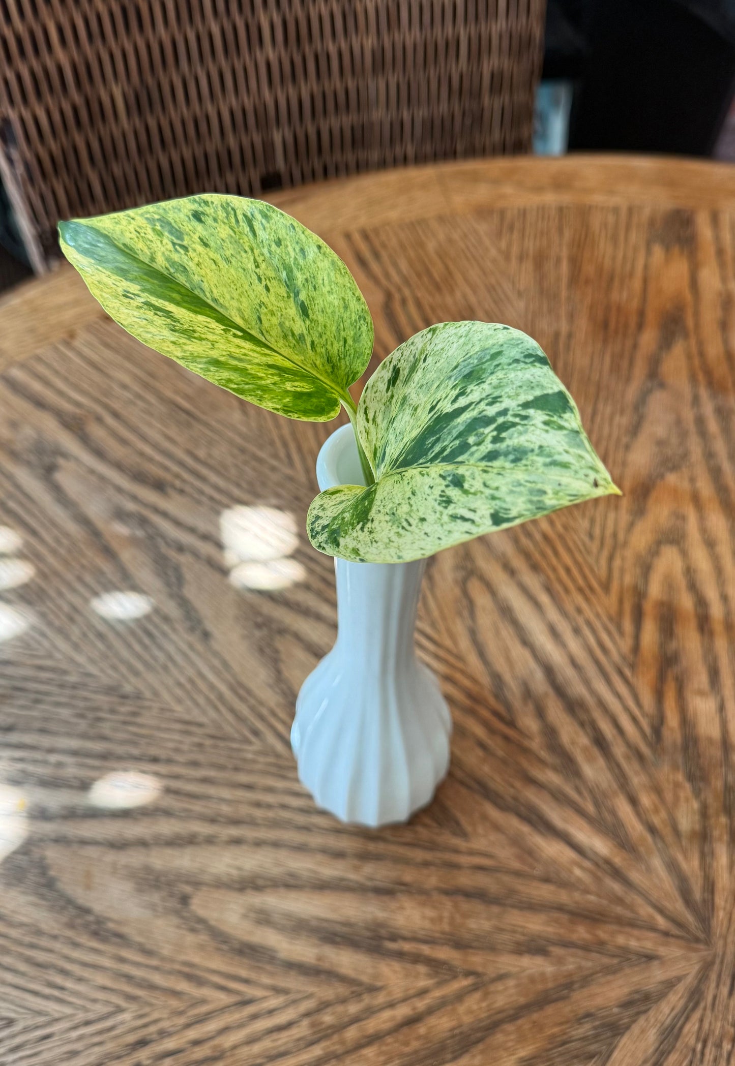 Epipremnum Aureum (Marble Queen Pothos) Plant Clipping