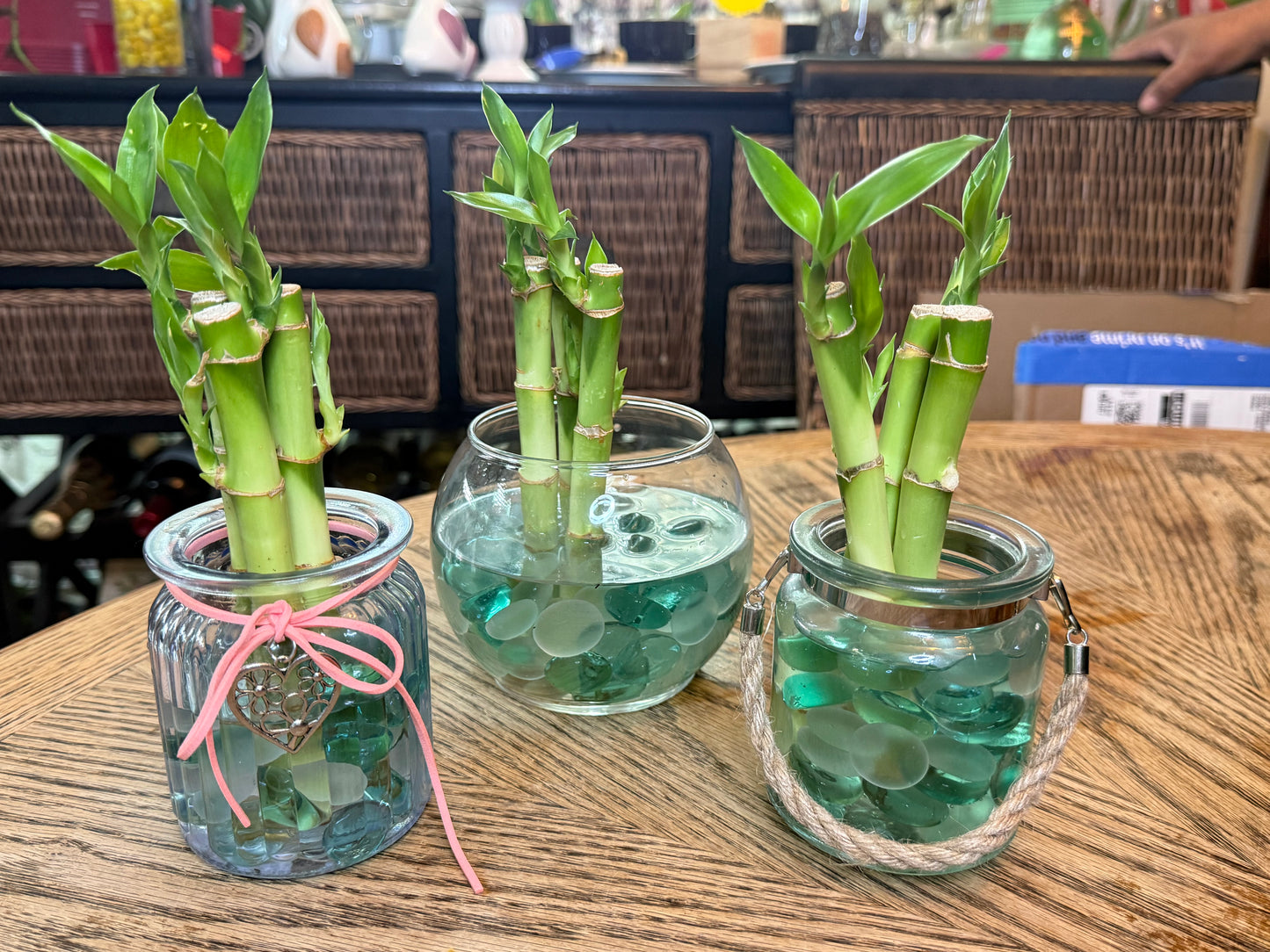 3pc Lucky Bamboo Vase Sets