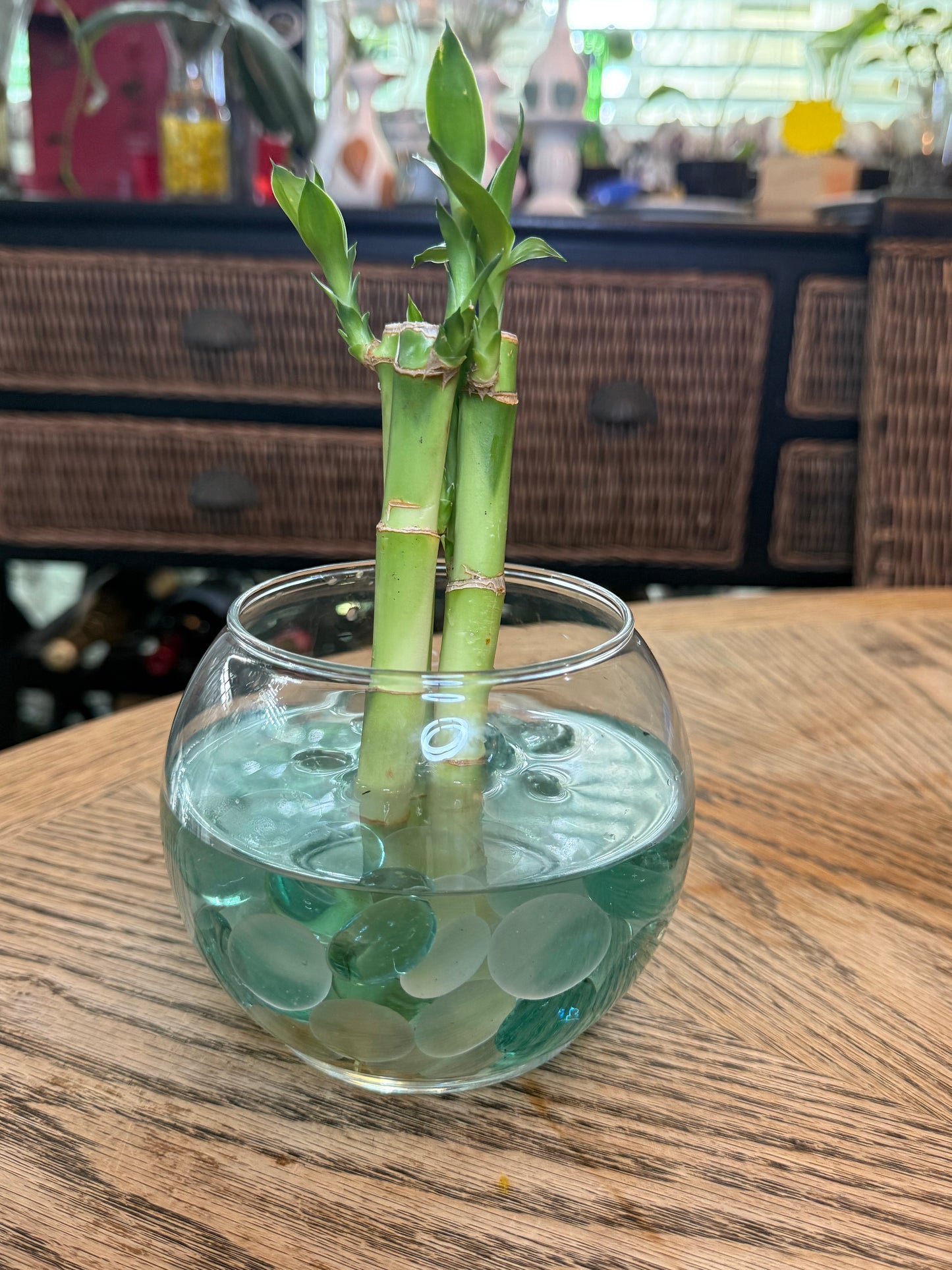 6" Lucky Bamboo Vase Set