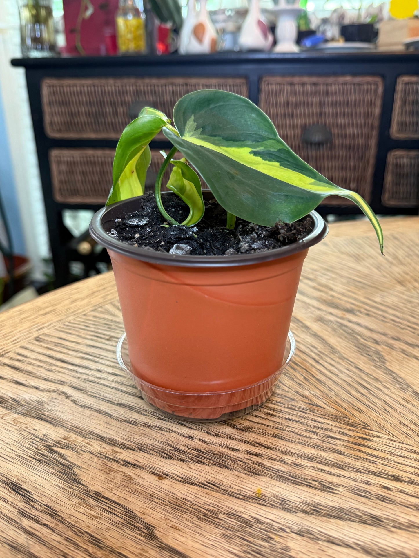 Heart-Leaf Philodendron Potted Set
