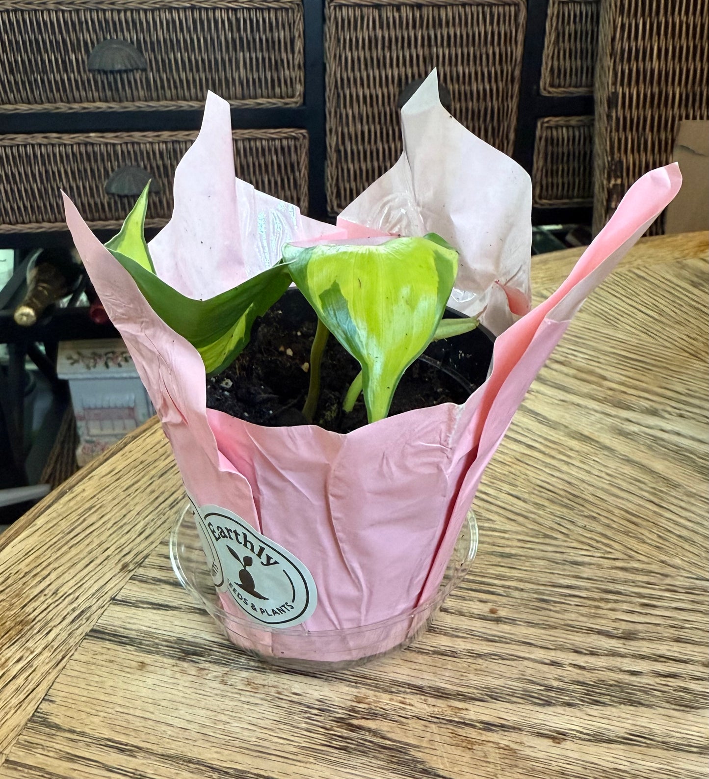 Heart-Leaf Philodendron Potted Set