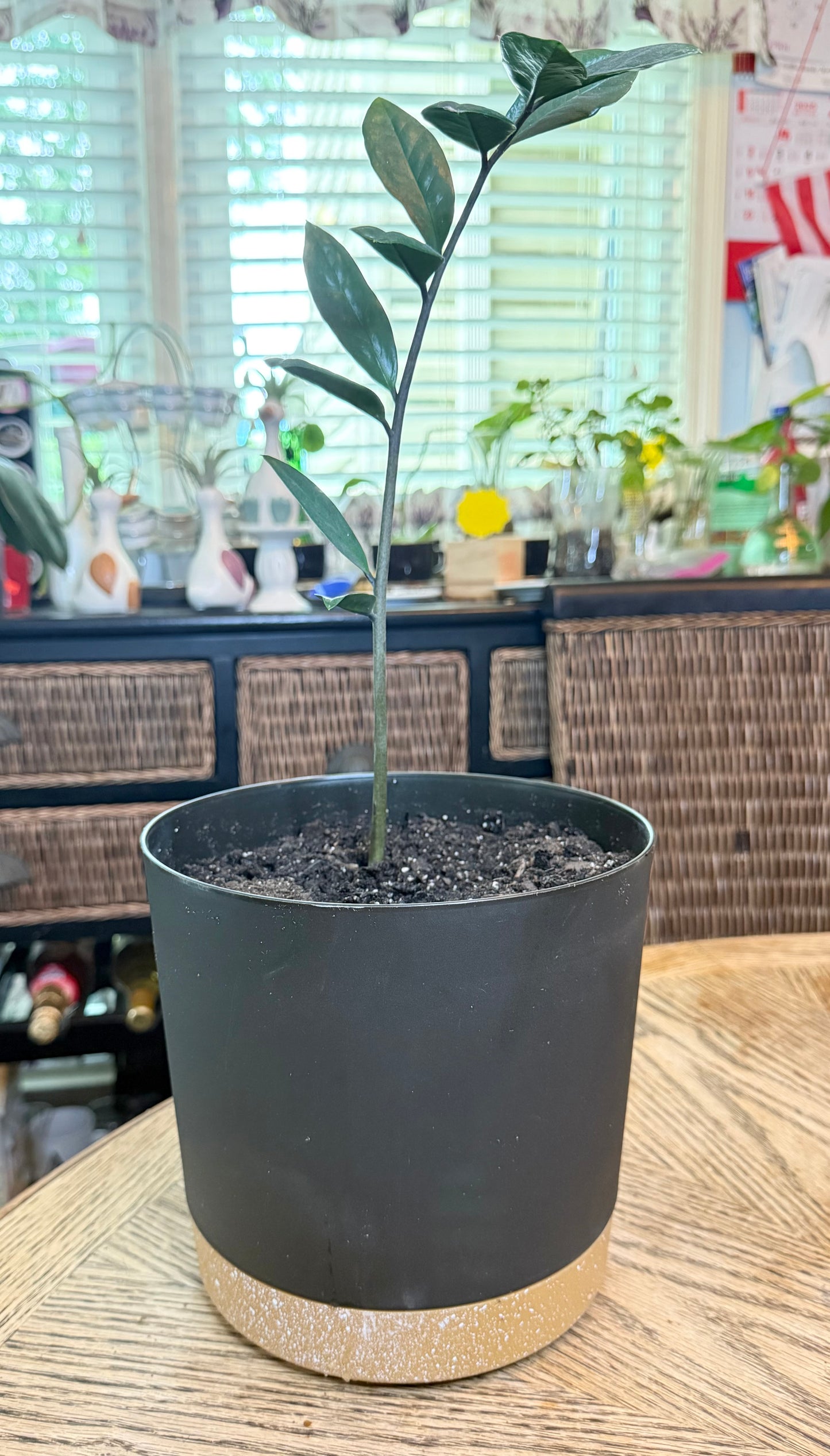 ZZ Plant Potted Set