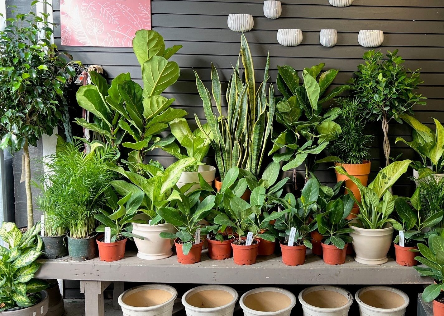 Indoor Houseplants