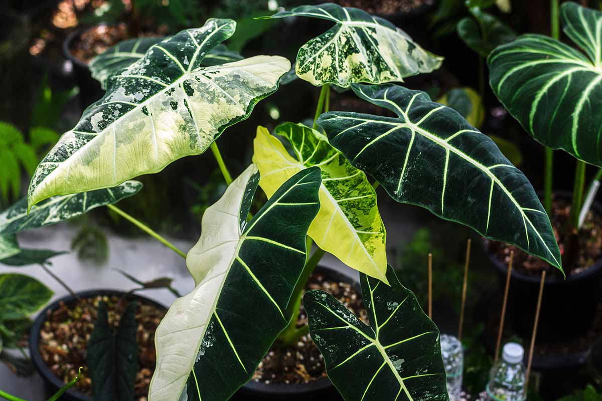 Alocasias