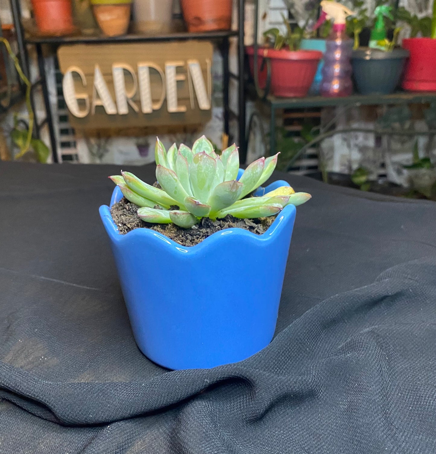 Echeveria Pulidonis Succulent Plant & Vase