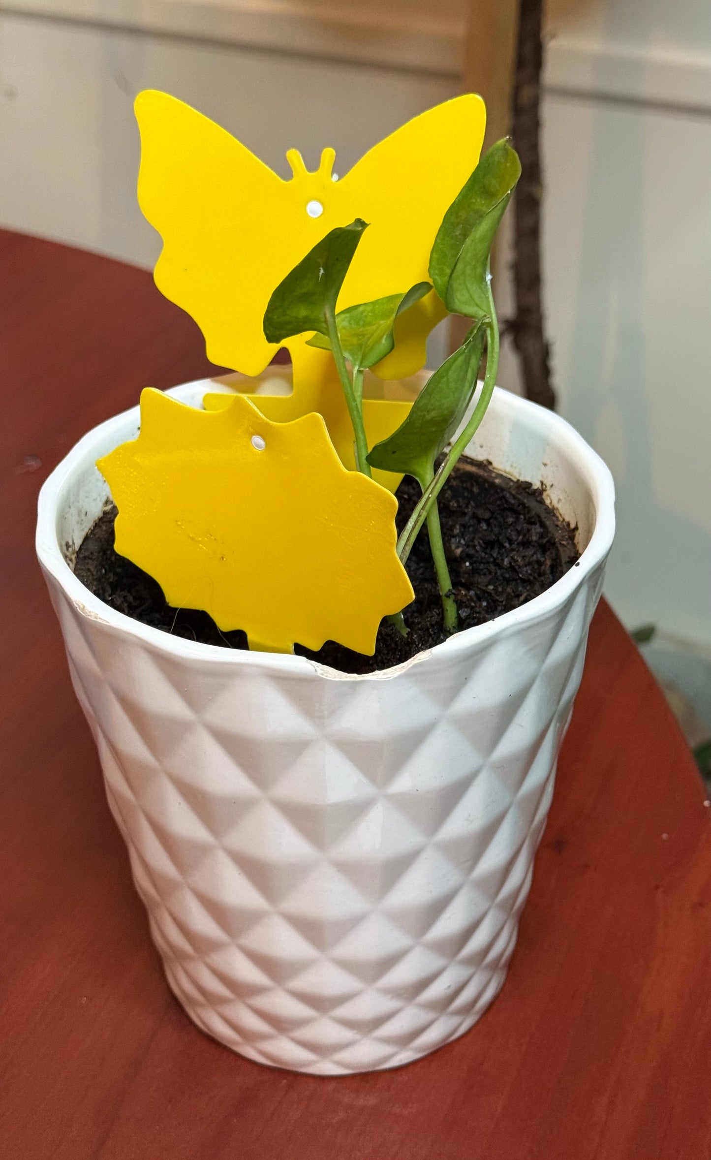 Gnap Fly Traps