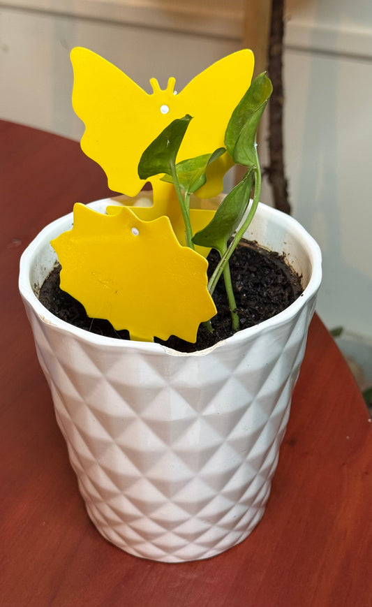 Gnap Fly Traps