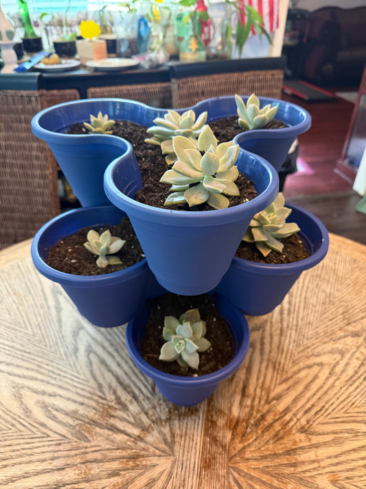 9 Succulent Potted Plant Set