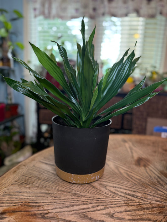 Dracaena Fragrans Potted Plant Set