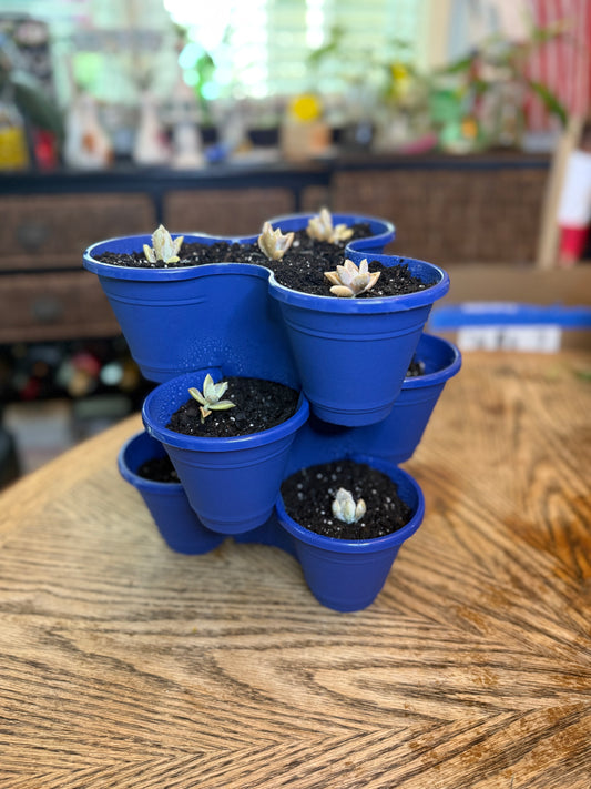9 Succulent Potted Plant Set