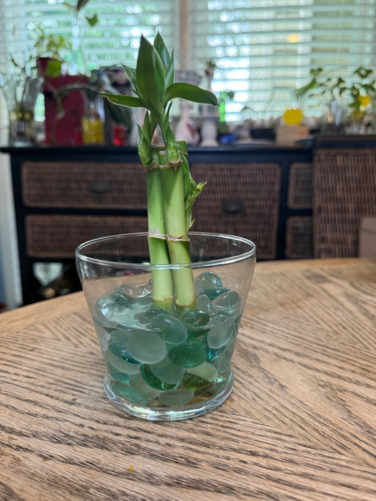 6" Lucky Bamboo Vase Set