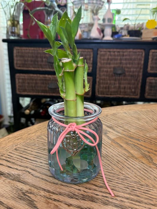 6" Lucky Bamboo Vase Set