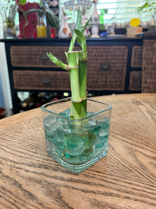 6" Lucky Bamboo Vase Set