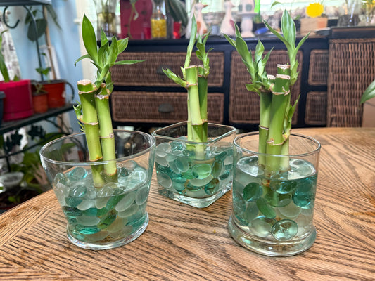 3pc Lucky Bamboo Vase Sets
