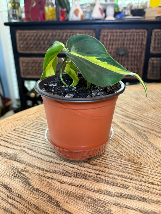 Heart-Leaf Philodendron Potted Set