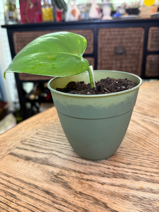 Golden Pothos Potted Set