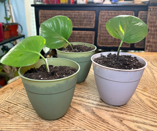 3pc Golden Pothos Potted Sets