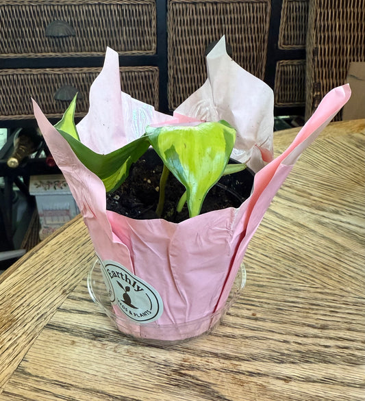 Heart-Leaf Philodendron Potted Set