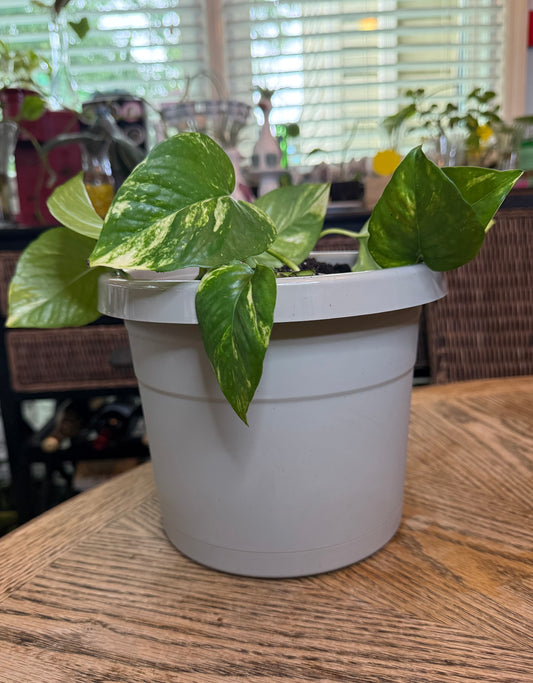 Golden Pothos Potted Set
