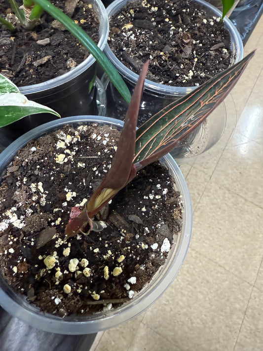 Marbled Jewel Orchid